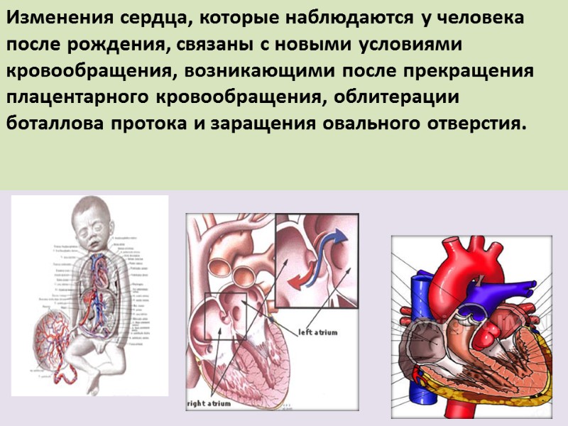 Изменения сердца, которые наблюдаются у человека после рождения, связаны с новыми условиями кровообращения, возникающими